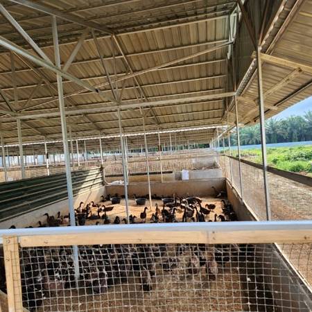 Sistem air bersih &  sanitasi kandang  terkontrol